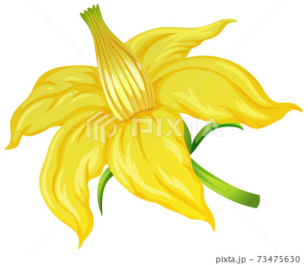 Tomato flower on white backgroundのイラスト素材 [73475630] - PIXTA