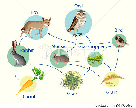 Education poster of biology for food chains... - Stock Illustration  [73476066] - PIXTA