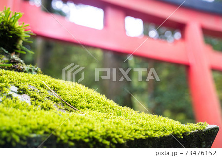 苔生した灯篭 苔生した灯篭 73476152