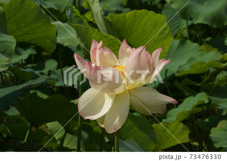 古代蓮 73476330