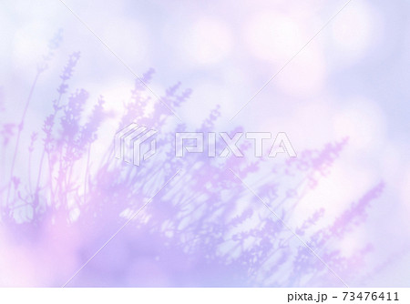 初夏のやさしい風に揺れる、ラベンダーのシルエット 初夏のやさしい風に揺れる、ラベンダーのシルエット 73476411