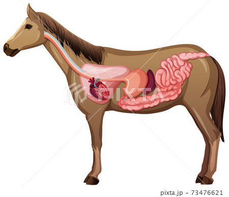 Internal Anatomy of a Horse isolated on white background 73476621
