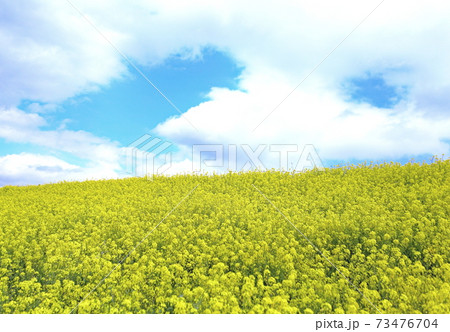 菜の花畑 菜の花畑 73476704