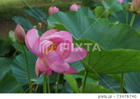 古代蓮 73476740
