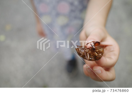 セミの抜け殻 73476860