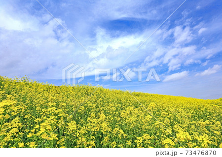 菜の花畑 菜の花畑 73476870