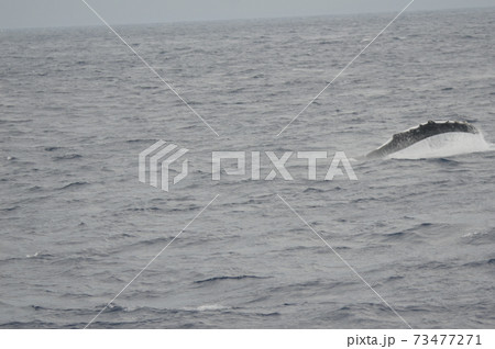 ザトウクジラの「ペックスラップ(胸ビレで海面を叩く行動)」(慶良間諸島 近海/沖縄県) ザトウクジラの「ペックスラップ(胸ビレで海面を叩く行動)」(慶良間諸島 近海/沖縄県) 73477271