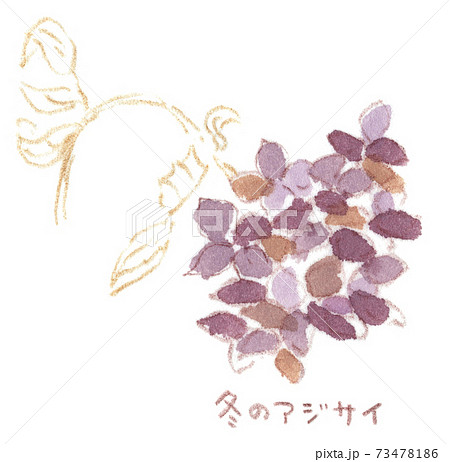 枯れてもなお綺麗な紫で咲いている冬の紫陽花 水彩イラスト のイラスト素材