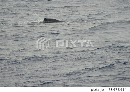 ザトウクジラの背ビレ（慶良間諸島 近海／沖縄県） 73478414