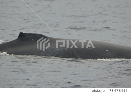 ザトウクジラ（慶良間諸島 近海／沖縄県） 73478415