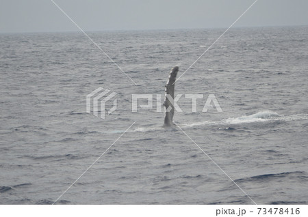 ザトウクジラの「ペックスラップ(胸ビレで海面を叩く行動)」（慶良間諸島 近海／沖縄県） 73478416