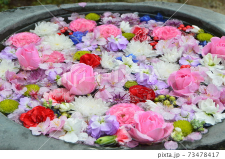 水盆に引き詰められた花びら(花手水)（栖足寺(せいそくじ)／静岡県賀茂郡河津町谷津256） 73478417