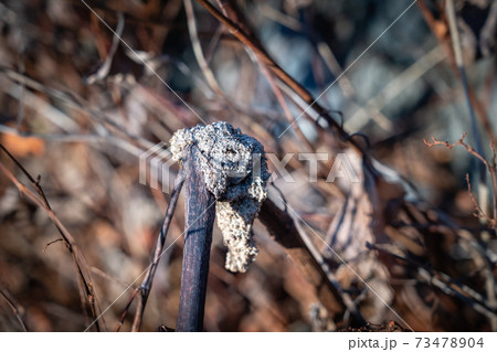 冬のイタドリ虫の巣の写真素材