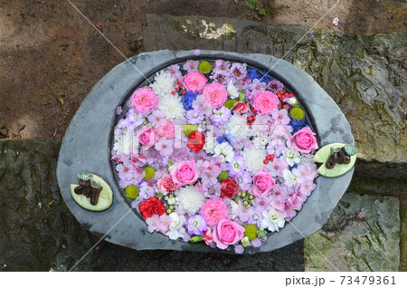 水盆に引き詰められた花びら(花手水)（栖足寺(せいそくじ)／静岡県賀茂郡河津町谷津256） 73479361