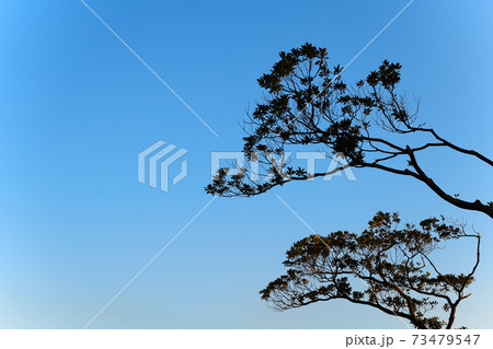 樹木シルエット 73479547