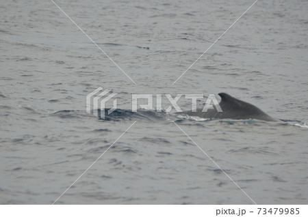 ザトウクジラの背ビレ（慶良間諸島 近海／沖縄県） 73479985