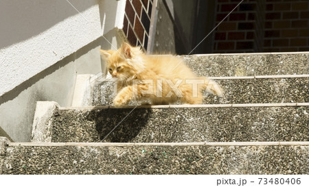 地域猫 地域猫 73480406