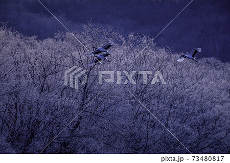 ピンクの樹氷を背景に飛ぶタンチョウの家族の写真素材