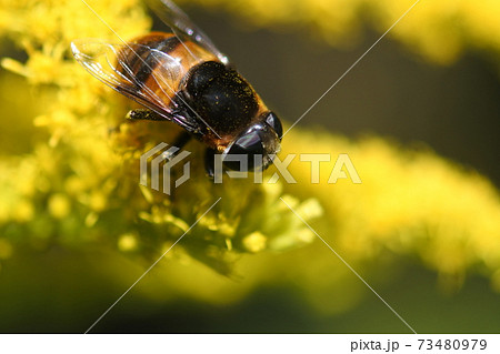 オオハナアブ　セイタカアワダチソウの黄色い花の上にとまる。右向き。 73480979