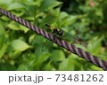 縄とトンボ 73481262