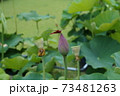 蓮と赤とんぼ 73481263