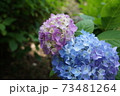 青と紫のあじさい 73481264