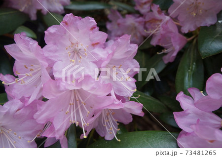 しゃくなげ 73481265