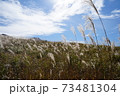 青空とススキ 73481304