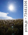 青空の下のススキ 73481306