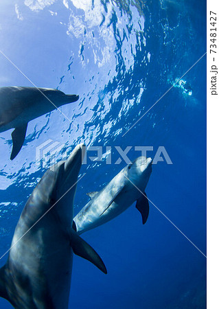 イルカ イルカ 73481427