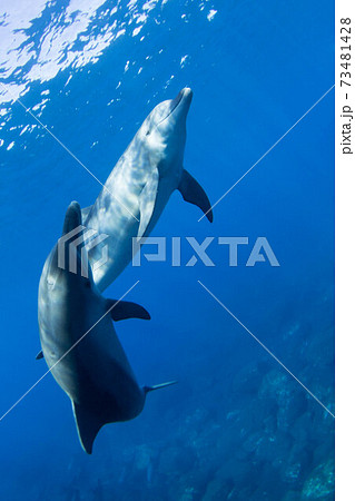 イルカ イルカ 73481428