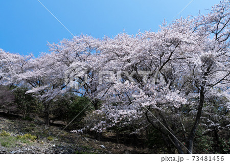 桜の花 桜の花 73481456