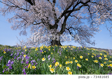 わに塚の桜とスイセン 73481685