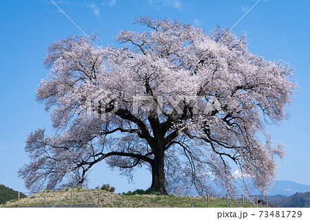 わに塚の桜 わに塚の桜 73481729