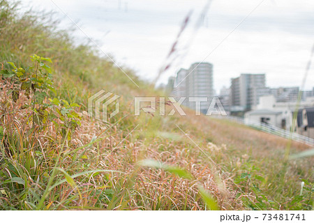 荒川沿いの街並み/鹿浜橋緑地周辺 荒川沿いの街並み/鹿浜橋緑地周辺 73481741