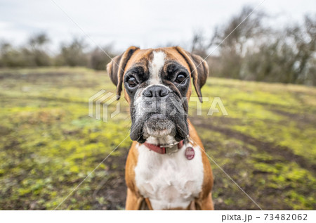 funny face 9 months old purebred golden puppy german boxer dog closeup 73482062