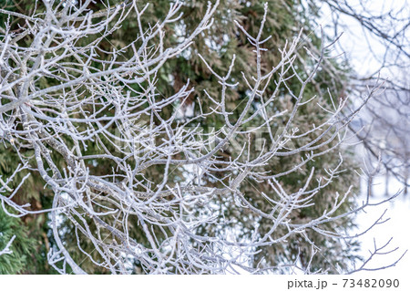 零下の朝に凍る木々 73482090