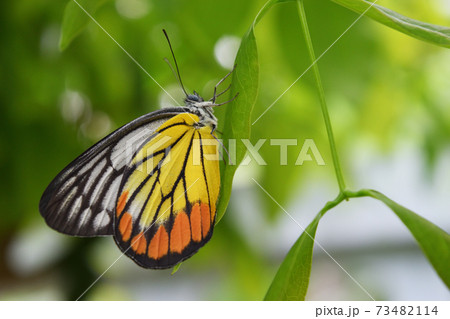 The Painted Jezebel , Delias hyparete , Yellow with orange and black color stripes on white wing , Butterfly on green leaf with natural green background The Painted Jezebel , Delias hyparete , Yellow with orange and black color stripes on white wing , Butterfly on green leaf with natural green background 73482114