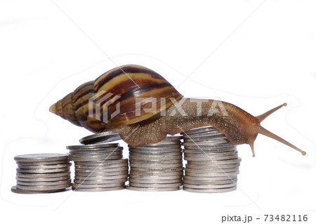 Brown snail climbing the pile of coins on white background , Business and finance , Victory and success from patience , Slow economic growth	 73482116
