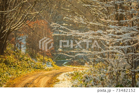 北海道美瑛町 朝日射す森の道 11月 北海道美瑛町 朝日射す森の道 11月 73482152