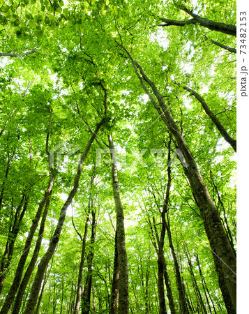 清々しい新緑の季節 天に伸びる若木の緑 清々しい新緑の季節 天に伸びる若木の緑 73482153