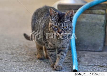 天草の野良猫 天草の野良猫 73482329