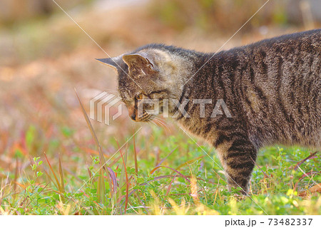 天草の野良猫 天草の野良猫 73482337