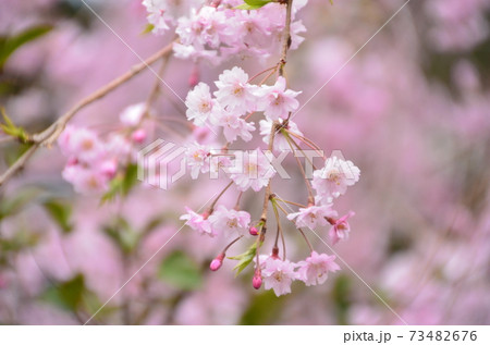 かわいいしだれ桜の枝先 かわいいしだれ桜の枝先 73482676