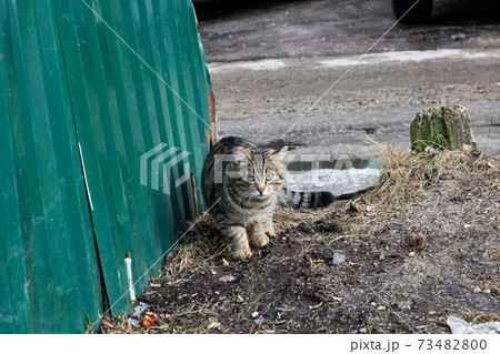 Gray cat with green eyes on the street 73482800