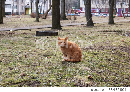 Old homeless red cat on the grass 73482801