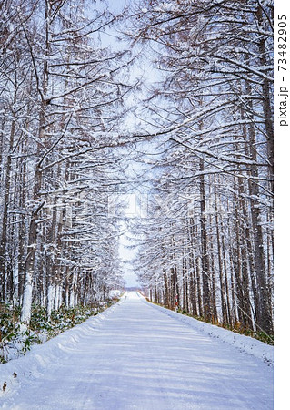 北海道美瑛町 雪の一本道 12月 北海道美瑛町 雪の一本道 12月 73482905