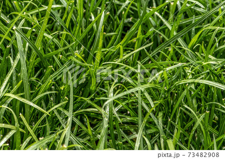 Close up of fresh thick grass with water drops in the early morning 73482908