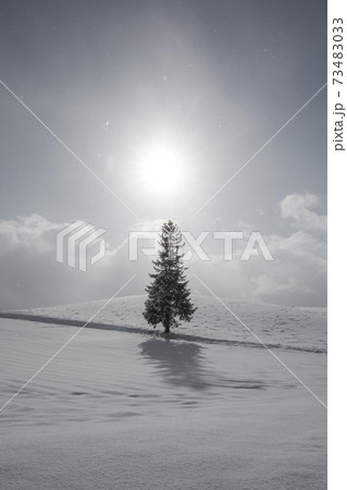 北海道美瑛町 クリスマスツリーの木 12月 北海道美瑛町 クリスマスツリーの木 12月 73483033