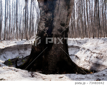 春間近 残雪の残るブナ林 青森県 八甲田山 春間近 残雪の残るブナ林 青森県 八甲田山 73483042
